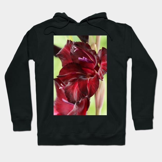 Gladiolus  &#39;Espresso&#39;  Sword lily Hoodie by chrisburrows